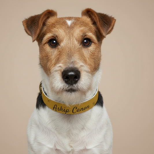 Collier pour  chien -Askip Canon-  Jaune Ocre chic Premium Snoukinou