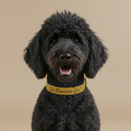 Collier pour chien -Qui promène qui?- Jaune Chic Premium Snoukinou