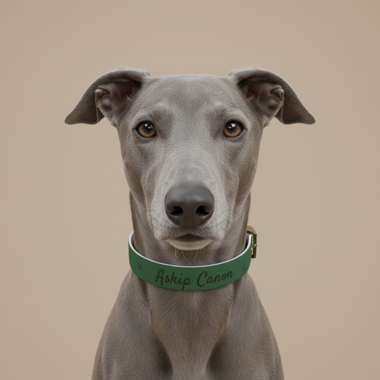 Collier pour chien-  Askip Canon -Vert Premium Snoukinou