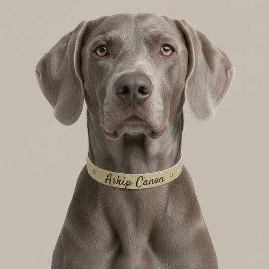 Collier pour  chien -Askip Canon-  Beige Premium Snoukinou