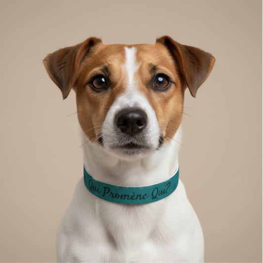 Collier pour chien-Qui promène qui ? -Cyan Premium Snoukinou.